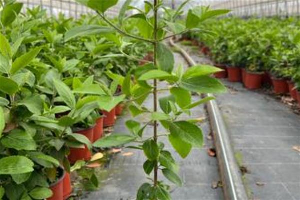 中华木绣球的繁殖方式，以扦插、压条为主