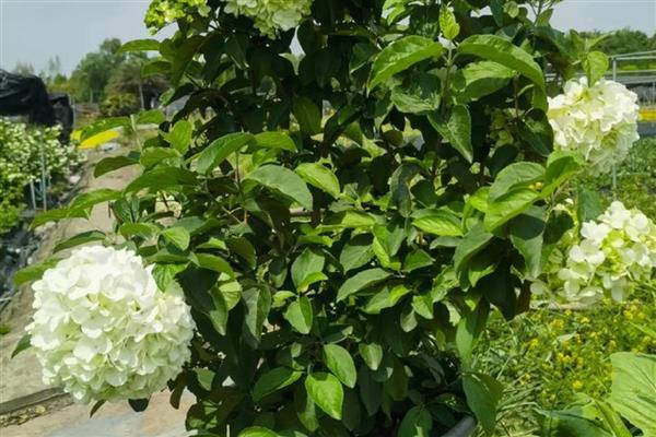 中华木绣球的繁殖方式，以扦插、压条为主