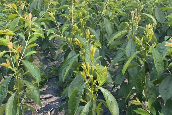 李子苗什么时候种植，11月至次年3月种植为佳