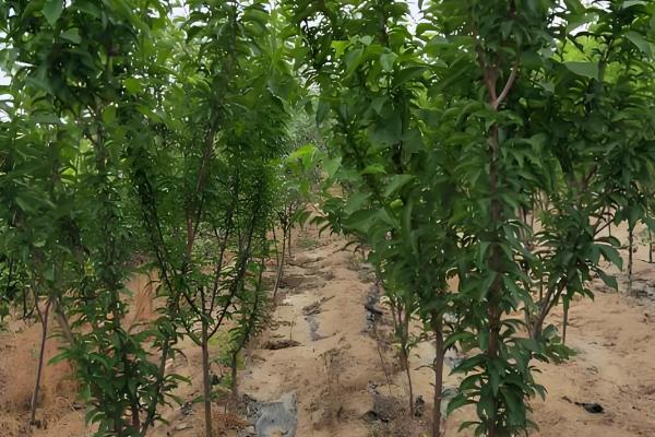 李子苗什么时候种植，11月至次年3月种植为佳