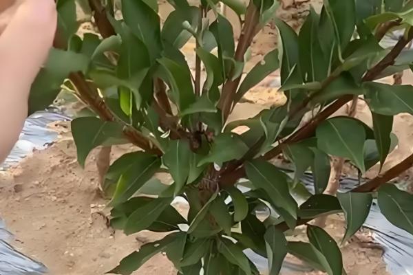 李子苗什么时候种植，11月至次年3月种植为佳