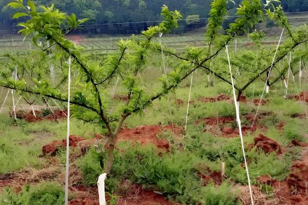 李子苗什么时候种植，11月至次年3月种植为佳
