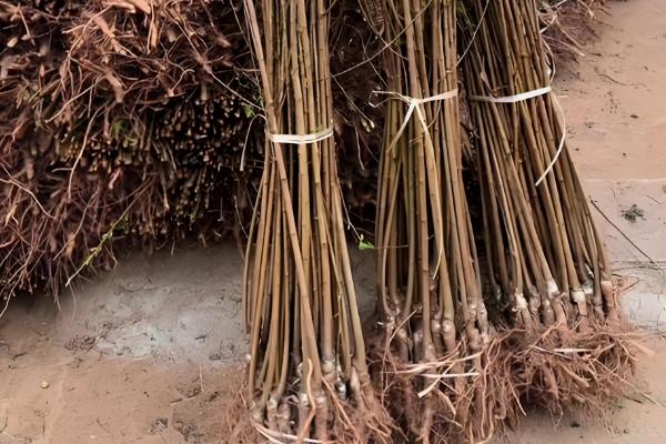 李子苗什么时候种植，11月至次年3月种植为佳