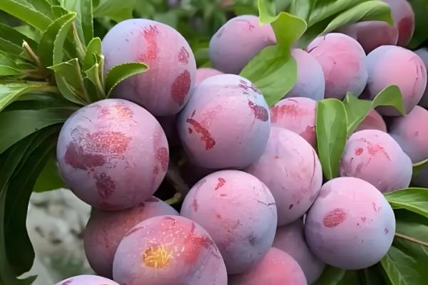 李子苗什么时候种植，11月至次年3月种植为佳