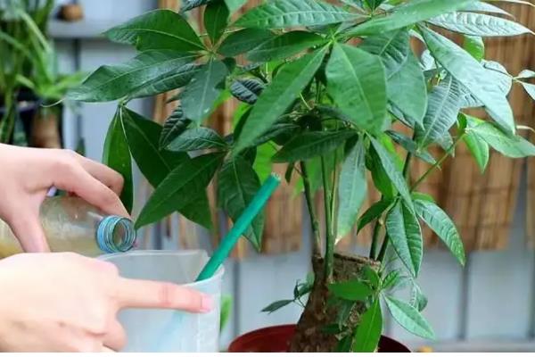 春天对发财树浇水的方法，一般每隔7-10天浇一次