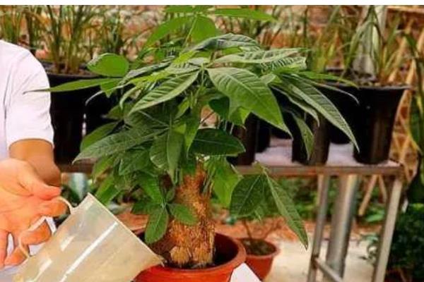 春天对发财树浇水的方法，一般每隔7-10天浇一次