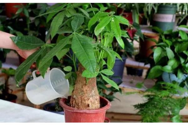 春天对发财树浇水的方法，一般每隔7-10天浇一次