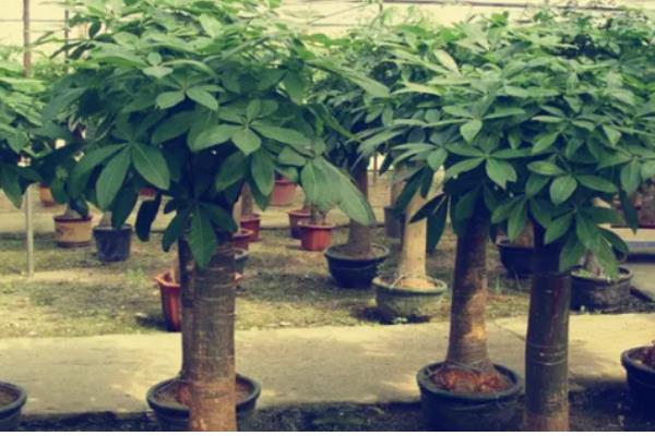 春天对发财树浇水的方法，一般每隔7-10天浇一次