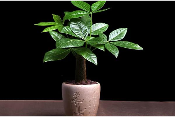 春天对发财树浇水的方法，一般每隔7-10天浇一次