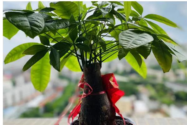 春天对发财树浇水的方法，一般每隔7-10天浇一次