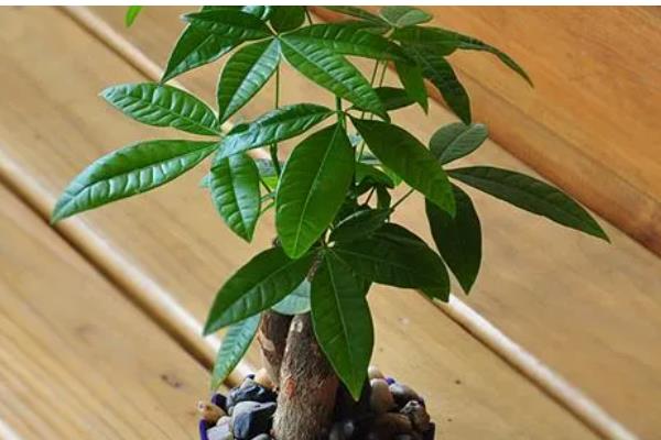 春天对发财树浇水的方法，一般每隔7-10天浇一次