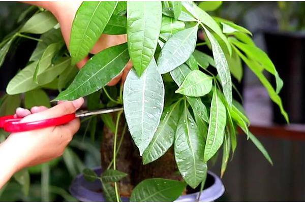 春天对发财树浇水的方法，一般每隔7-10天浇一次