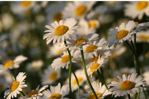 雏菊什么时候播种,8-9月播种为佳