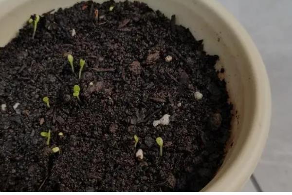 雏菊什么时候播种,8-9月播种为佳