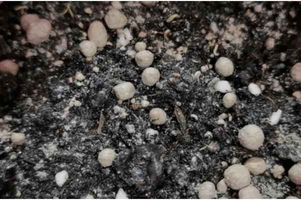 雏菊什么时候播种,8-9月播种为佳