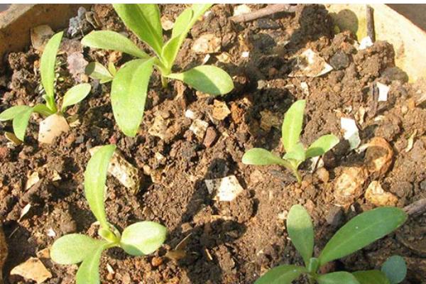 雏菊什么时候播种,8-9月播种为佳