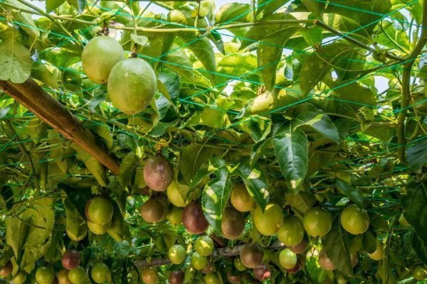 百香果怎么拉线,把水泥杆插在土壤中穿入铁丝牵成拱形顶