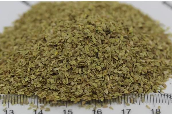 雏菊什么时候播种,8-9月播种为佳