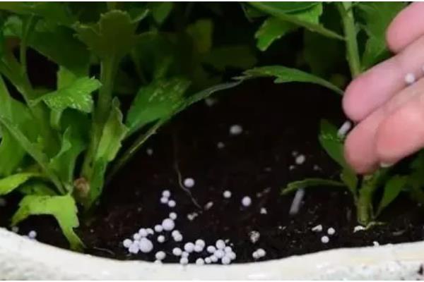 雏菊什么时候播种,8-9月播种为佳