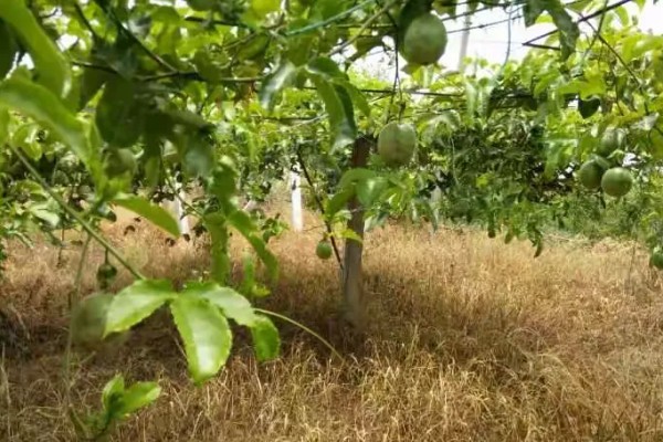 百香果怎么拉线,把水泥杆插在土壤中穿入铁丝牵成拱形顶