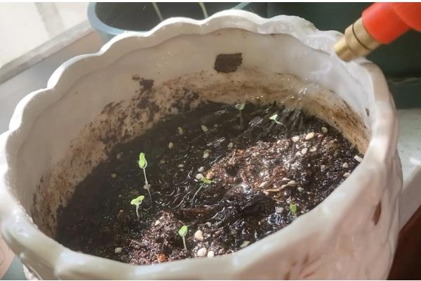 雏菊什么时候播种,8-9月播种为佳