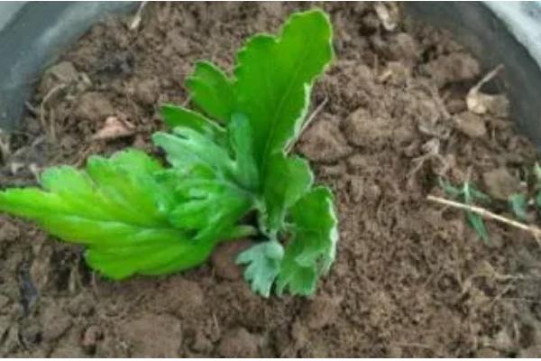 雏菊什么时候播种,8-9月播种为佳