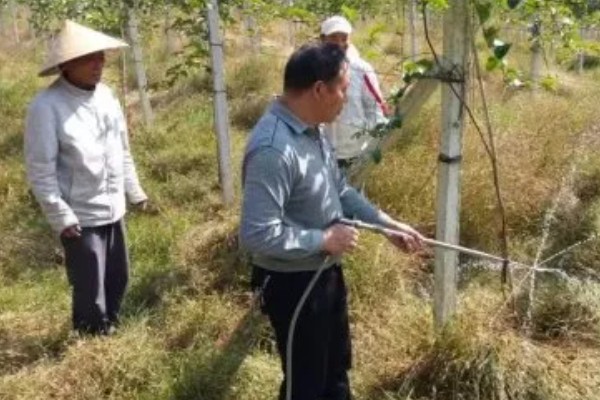 百香果怎么拉线,把水泥杆插在土壤中穿入铁丝牵成拱形顶