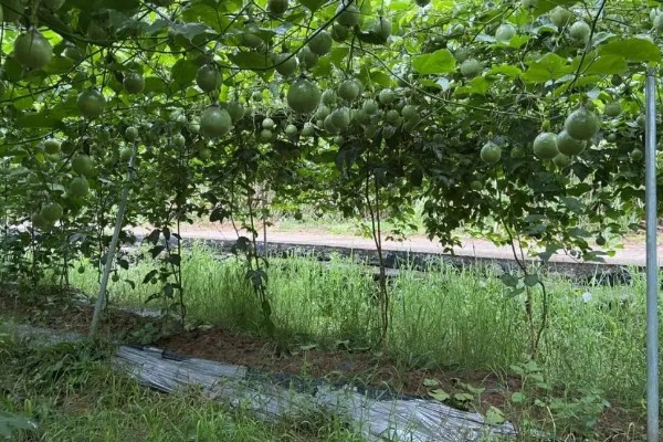 百香果怎么拉线,把水泥杆插在土壤中穿入铁丝牵成拱形顶