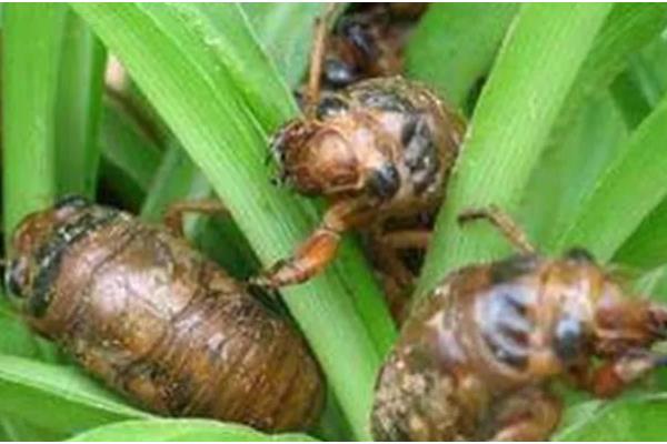 知了养殖需要多少年，需要三年左右的时间