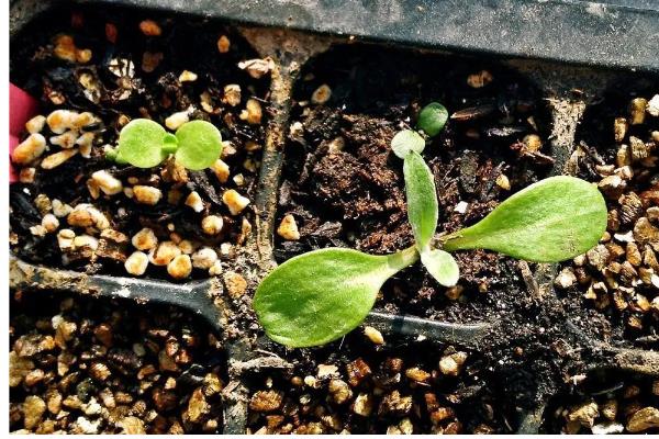 雏菊什么时候播种,8-9月播种为佳