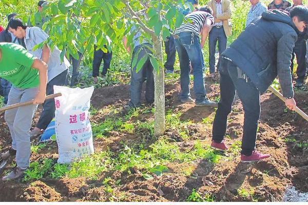 冬季怎么管理板栗树，对树干涂白可以预防病虫害