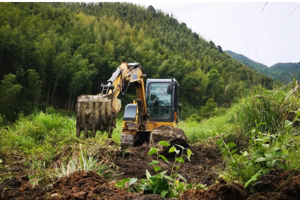 冬季怎么管理板栗树，对树干涂白可以预防病虫害