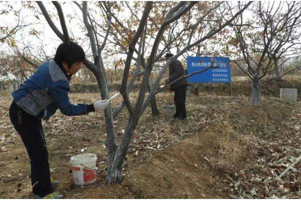 冬季怎么管理板栗树，对树干涂白可以预防病虫害