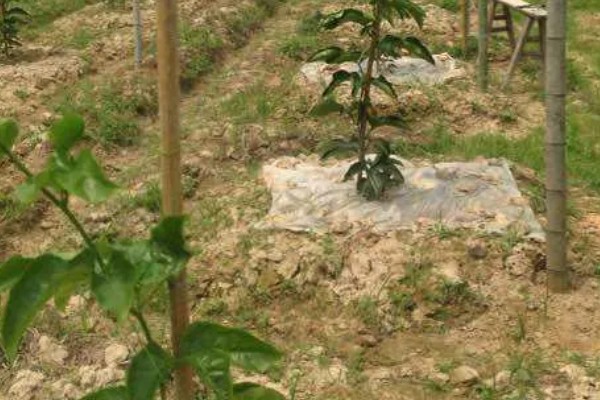 百香果怎么拉线,把水泥杆插在土壤中穿入铁丝牵成拱形顶