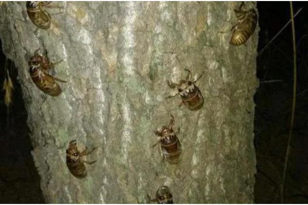 知了养殖需要多少年，需要三年左右的时间