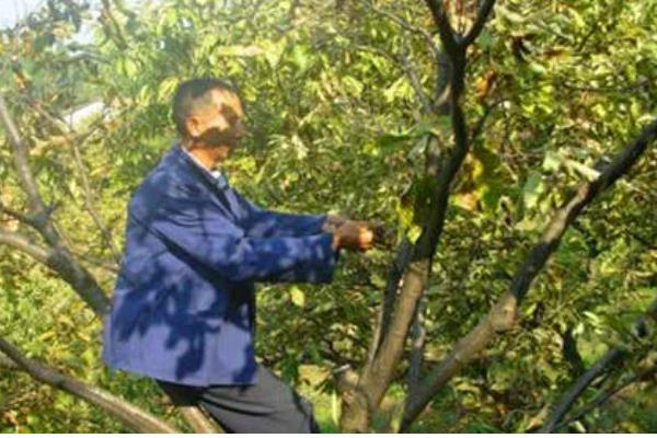 冬季怎么管理板栗树，对树干涂白可以预防病虫害