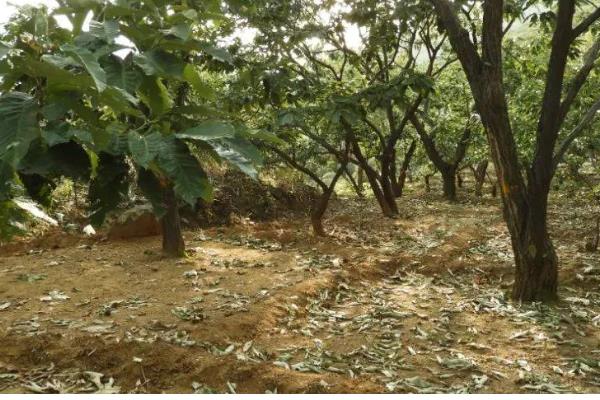 冬季怎么管理板栗树，对树干涂白可以预防病虫害