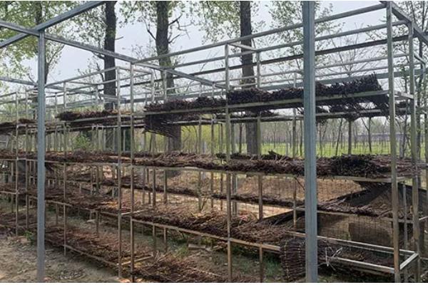 知了养殖需要多少年，需要三年左右的时间