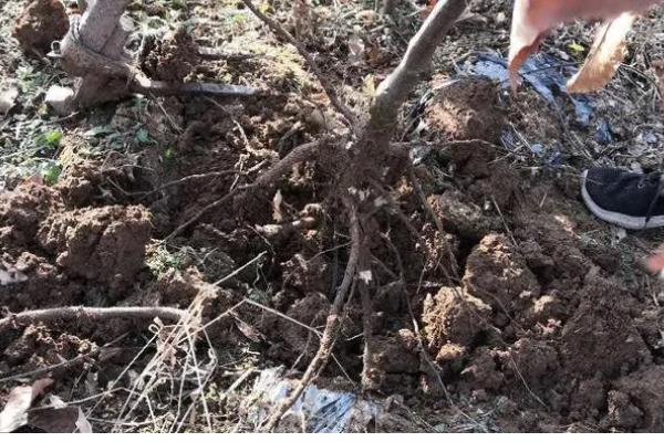 冬季怎么管理板栗树，对树干涂白可以预防病虫害