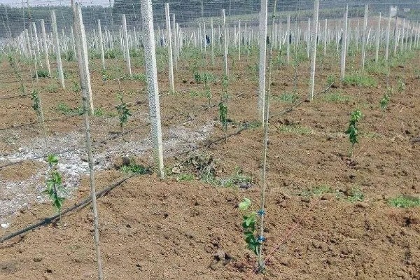 百香果怎么拉线,把水泥杆插在土壤中穿入铁丝牵成拱形顶