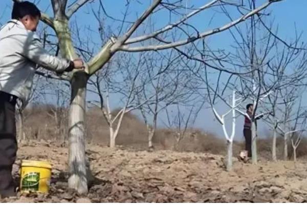 冬季怎么管理板栗树，对树干涂白可以预防病虫害