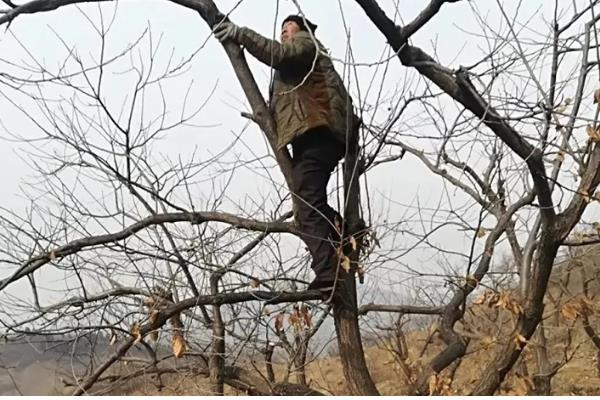 冬季怎么管理板栗树，对树干涂白可以预防病虫害