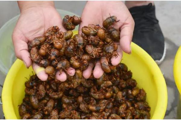 知了养殖需要多少年，需要三年左右的时间