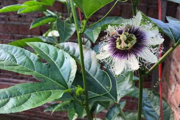 百香果怎么拉线,把水泥杆插在土壤中穿入铁丝牵成拱形顶