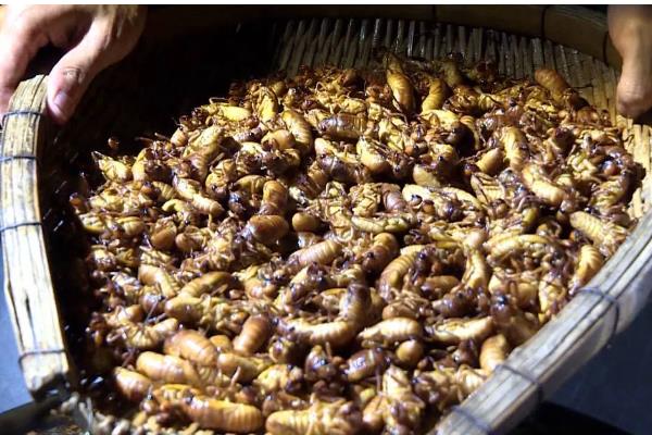 知了养殖需要多少年，需要三年左右的时间