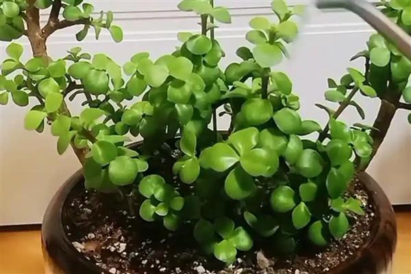 金枝玉叶夏天为何会掉叶，可能是遇到强光、浇水过少等因素所致