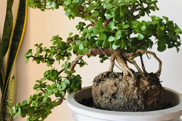 金枝玉叶夏天为何会掉叶，可能是遇到强光、浇水过少等因素所致