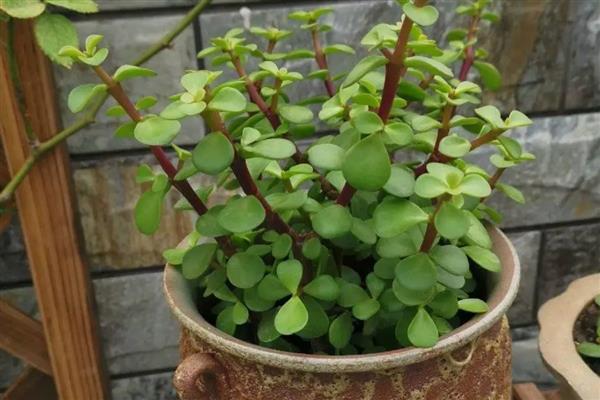 金枝玉叶夏天为何会掉叶，可能是遇到强光、浇水过少等因素所致