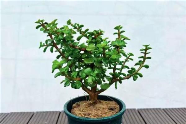 金枝玉叶夏天为何会掉叶，可能是遇到强光、浇水过少等因素所致