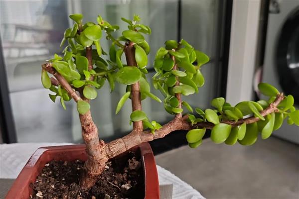 金枝玉叶夏天为何会掉叶，可能是遇到强光、浇水过少等因素所致